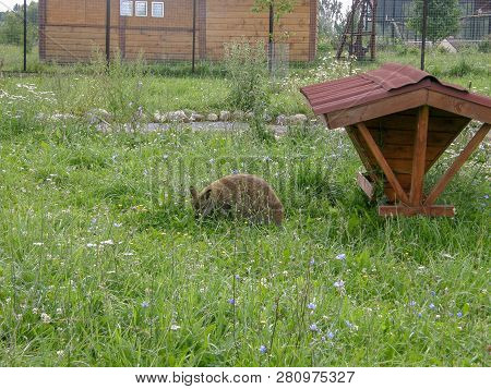 Plant Grass Land Field Animal Themes Nature Mammal Green Color Vertebrate No People One Growth Day W
