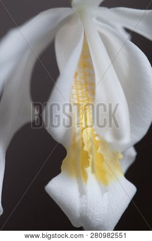 Flower Of Coelogyne Cristata Orchid, Close Up Shot
