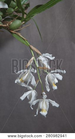 Flowers Of Coelogyne Cristata Orchid, Close Up Shot