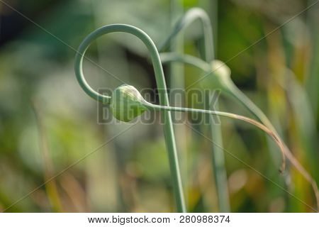 Gardening: Winter Garlic In The Stage Of Budding, Flowering. Stems Of Winter Garlic, Twisted In A Sp