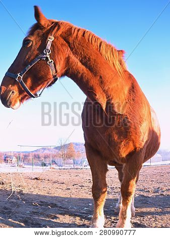 Clam Curious Horse. Winter Sunny Day With Mist In Valley. Nice Rown Horse In Front Of Camera..