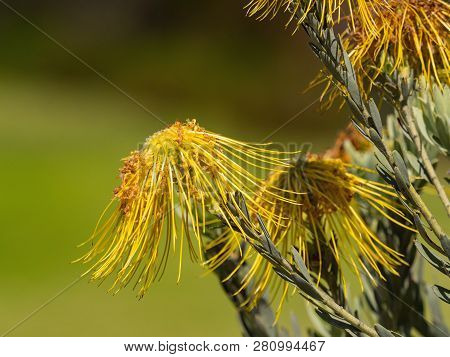 Leucospermum Reflexum Var. Luteum In Kirstenboch Botanical Gardens, Cape Town, South Africa. Unique 