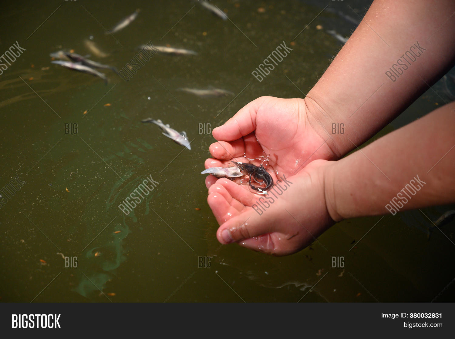 Sturgeon Fry.fish Farm Image & Photo (Free Trial) Bigstock