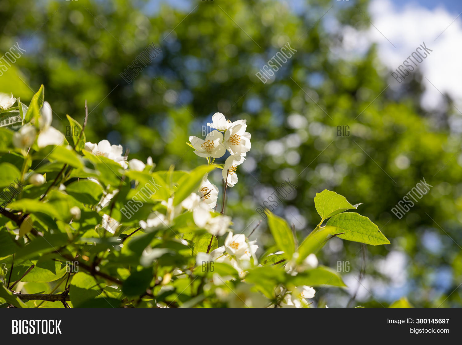 Jasmine Bush Full Image & Photo (Free Trial) Bigstock