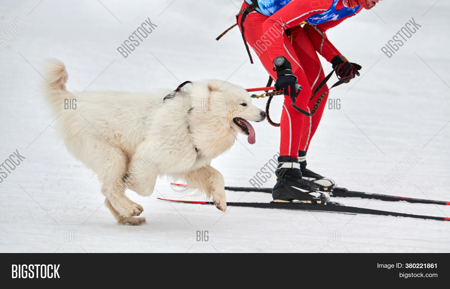 Skijoring Dog Racing. Image & Photo (Free Trial) Bigstock