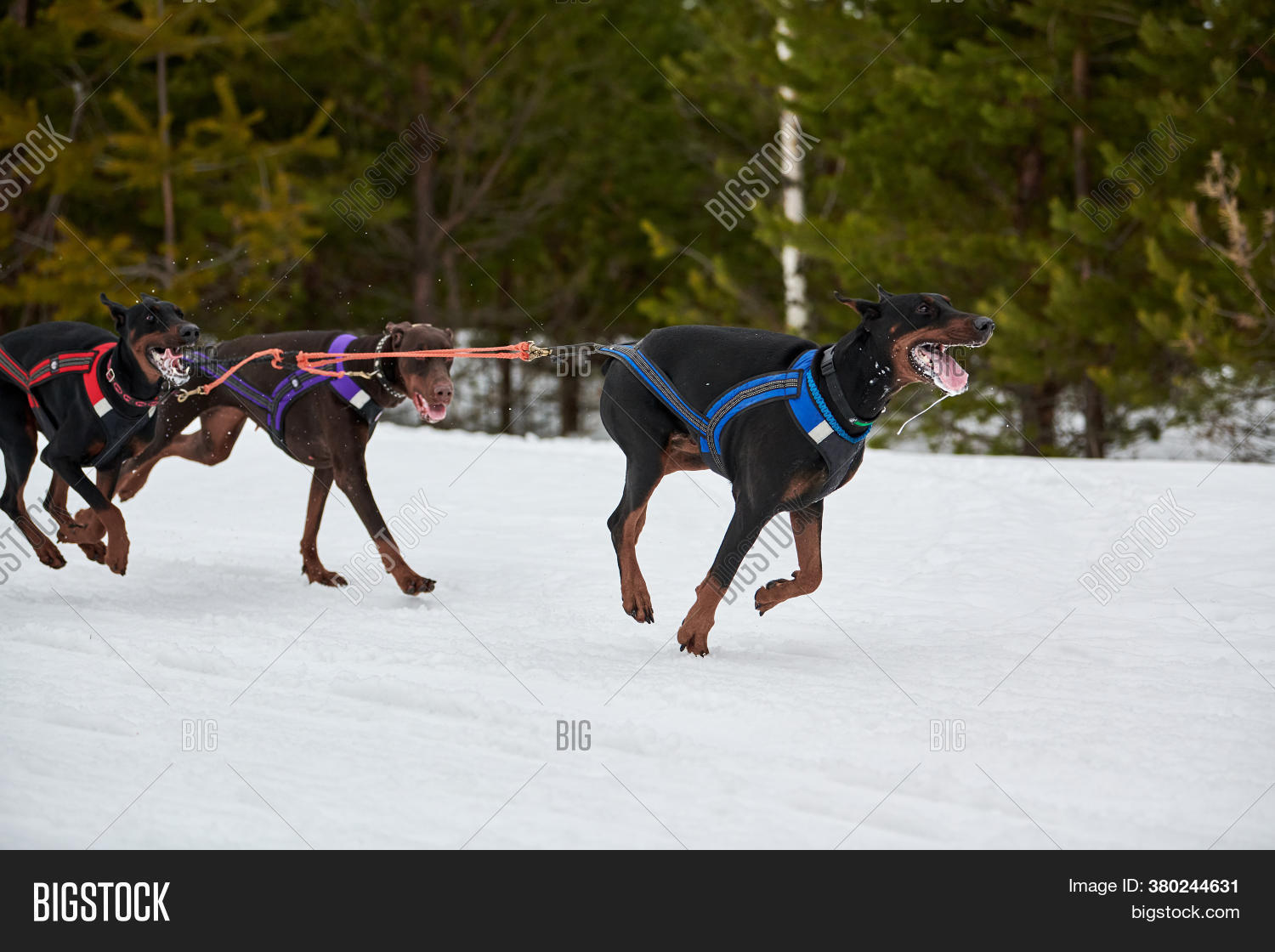 Running Doberman Dog Image & Photo (Free Trial) Bigstock