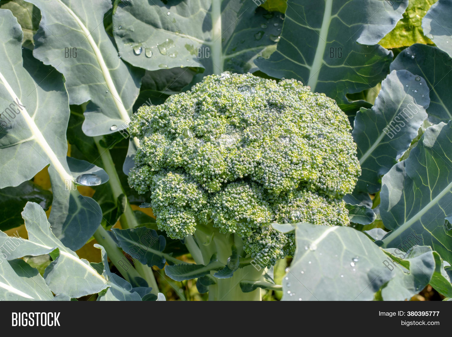 Broccoli Plants. Close Image & Photo (Free Trial) | Bigstock