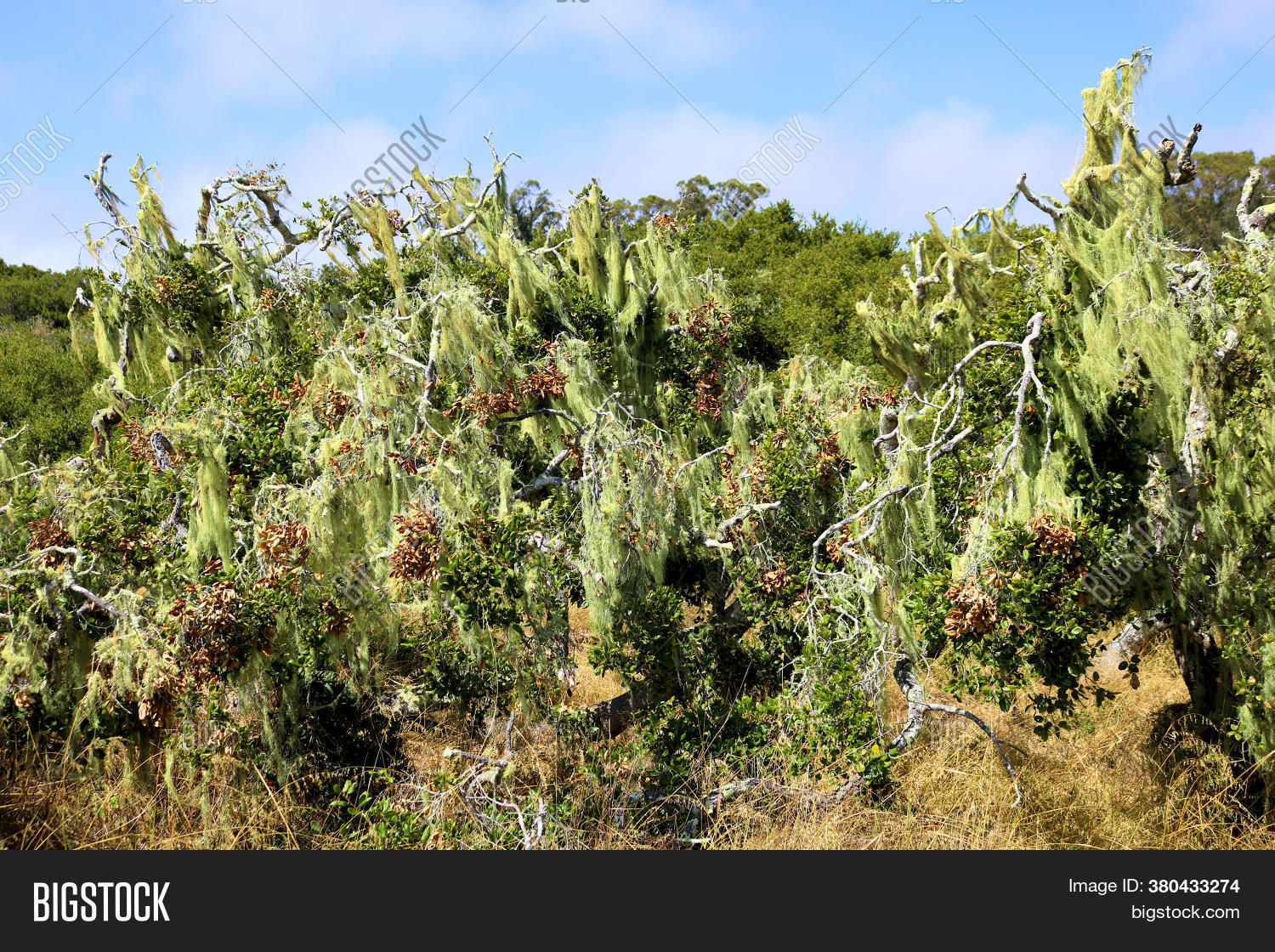 Old Growth Oak Trees Image & Photo (Free Trial) Bigstock