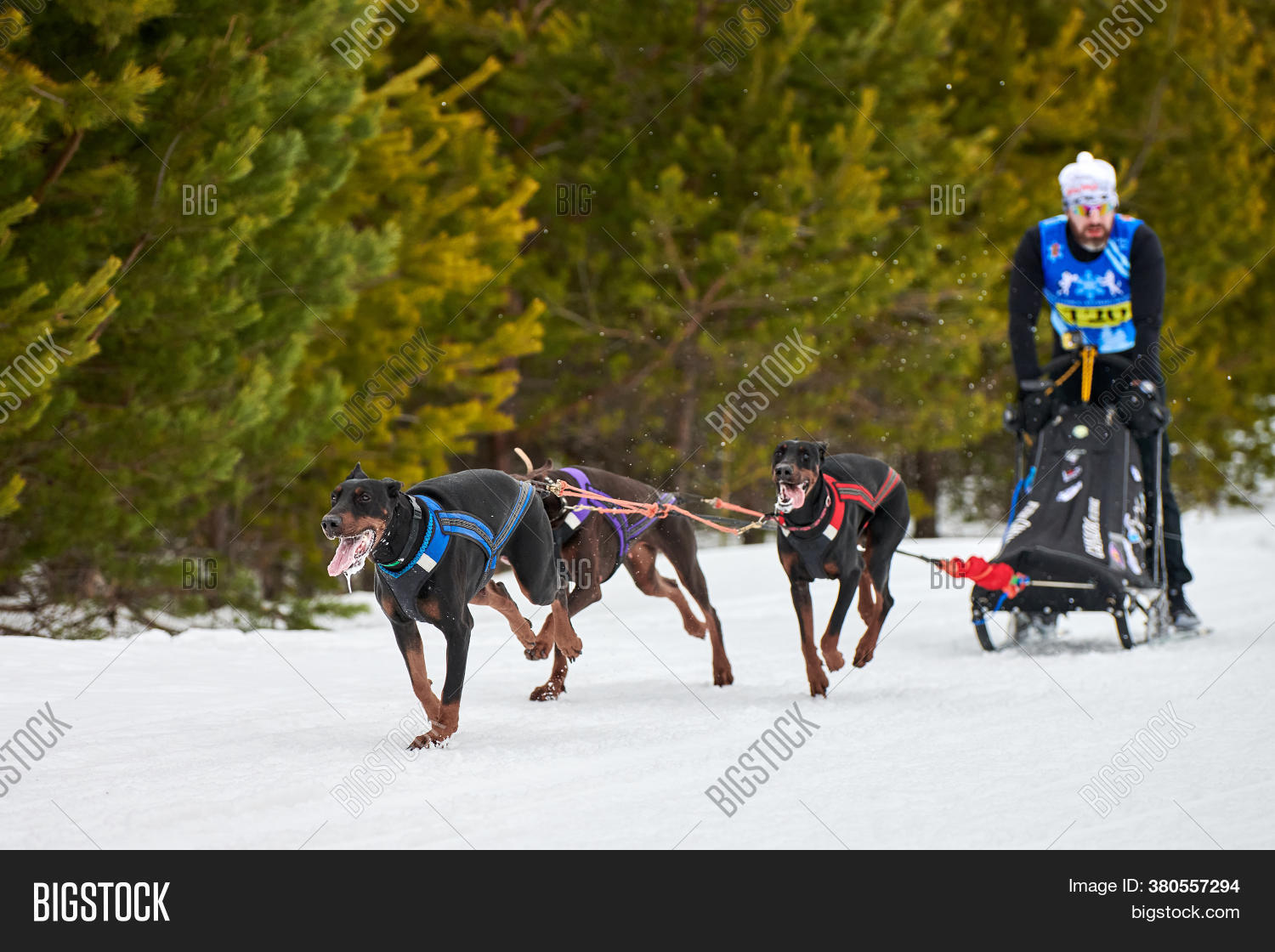Husky Sled Dog Racing Image & Photo (Free Trial) Bigstock