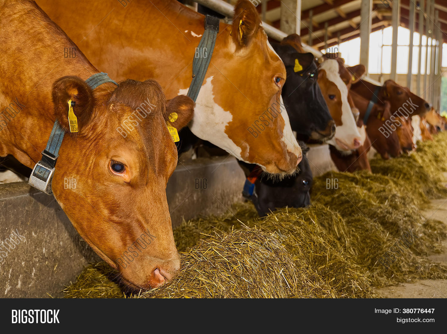 Orange Cows On Farm. Image & Photo (Free Trial) Bigstock
