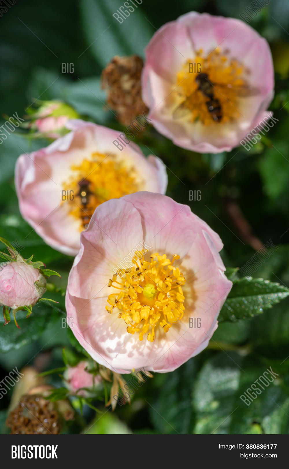 Close Dog Roses (rosa Image & Photo (Free Trial) | Bigstock