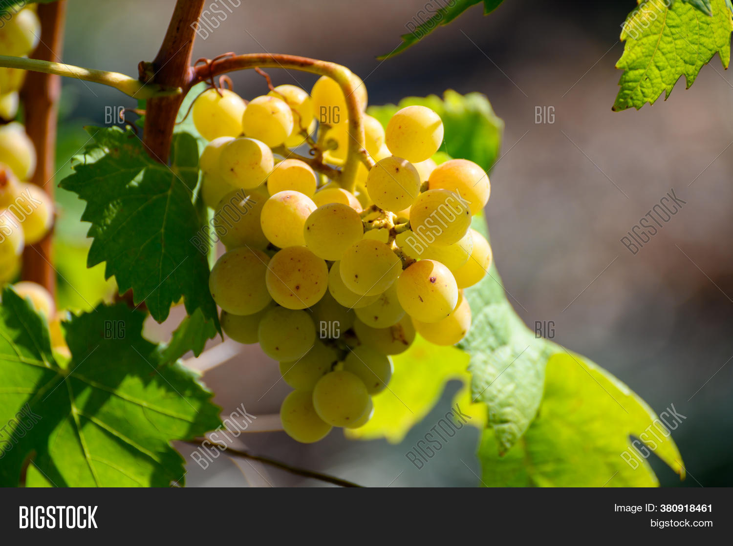 Ripe White Grapes Image & Photo (Free Trial) Bigstock