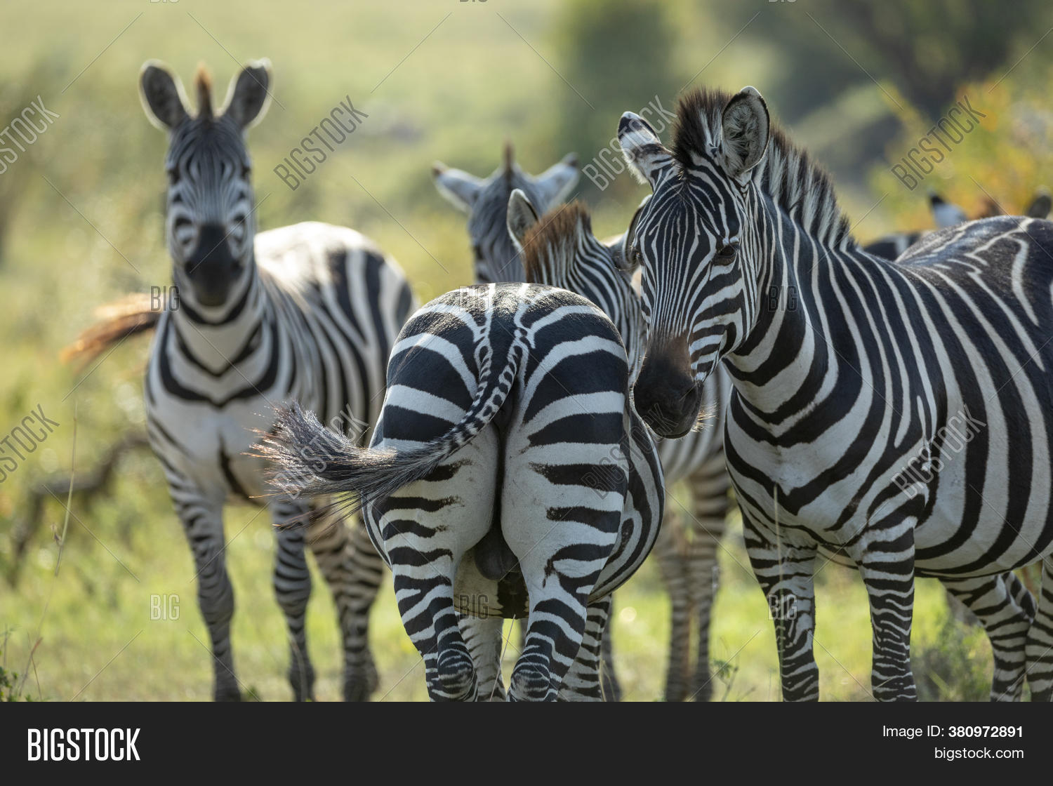 Back View Zebra's Image & Photo (Free Trial) Bigstock