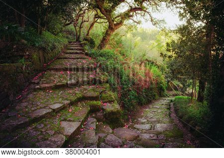 Nice And Romantic Footpath With Flower Covered Stone Stairs In The Middle Of A Green Dremy Forest In