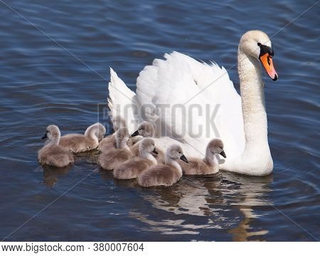Swan With Chicks On The Water, Cygnus Olor