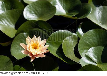 Beautiful Pink Water Lily Blossom With Yellow Center Surrounded By Brilliant Green Lily Pads.