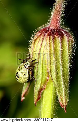 Common Green Shield Bug Nymph  (palomena Prasina) On A Geranium