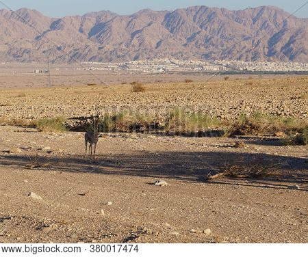 Hiking In Shehoret Mountains, South Israel, Small Gazelle Stands Near Acacia Tree