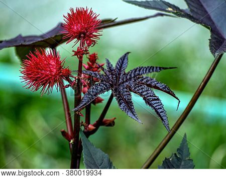 Bright Interesting Plant With The Latin Name Ricinus Communis, Macro