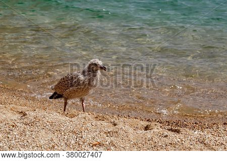 Seagull Cheeper Walking On The Sandy Shore Of Baikal Lake On A Sunny Day