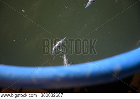 Sturgeon Fry.fish Farm For Breeding Sturgeon.