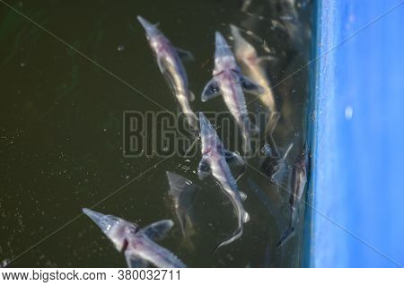 Sturgeon Fry.fish Farm For Breeding Sturgeon.