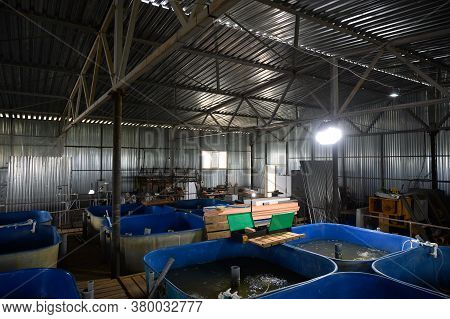 Fish Farm For Breeding Sturgeon.pool For Breeding Sturgeon Fish.