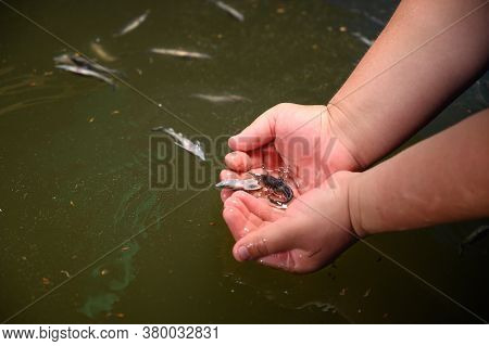Sturgeon Fry.fish Farm For Breeding Sturgeon.