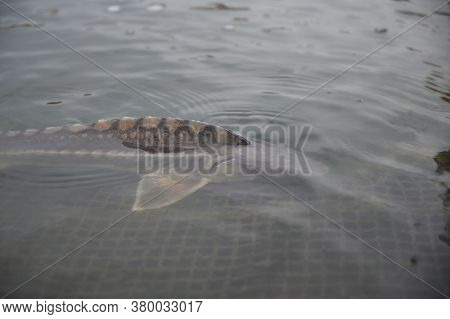 Group Of Sturgeon Fish In The Farm.fish Farm For Breeding Sturgeon.