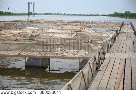 Fish Farm For Breeding Sturgeon. Outdoors Farm For Industrial Breeding Sturgeon Fish
