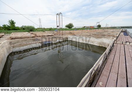 Fish Farm For Breeding Sturgeon. Outdoors Farm For Industrial Breeding Sturgeon Fish