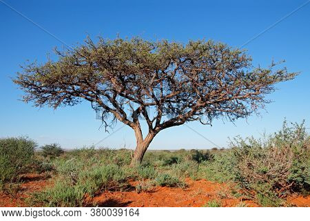 African camel-thorn tree (Vachellia erioloba) against a blue sky, South Africa