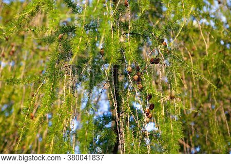 Larix Branches And Cones Background . Larches Conifer Tree