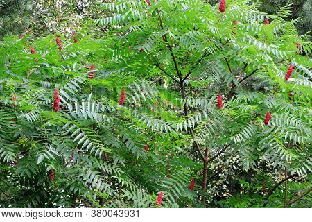 Green Leaves And Red Flowers Of Ailanthus. Blooming Ailanthus Altissima.fraxinus Chinensis. Red Flow