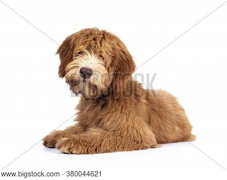 Fluffy Caramel Australian Cobberdog, Laying Down Side Ways. Eyes Not Showing Due Long Hair. Isolated