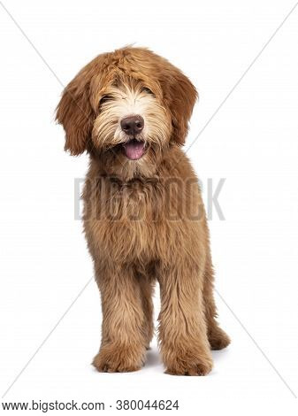 Fluffy Caramel Australian Cobberdog, Standing Facing Front. Eyes Not Showing Due Long Hair. Isolated