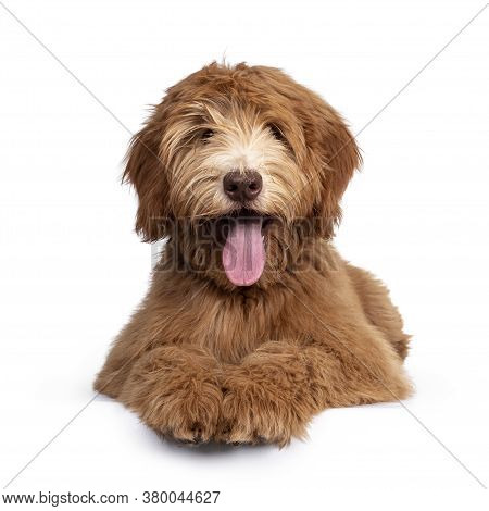 Fluffy Caramel Australian Cobberdog, Laying Down Facing Front. Eyes Not Showing Due Long Hair. Isola