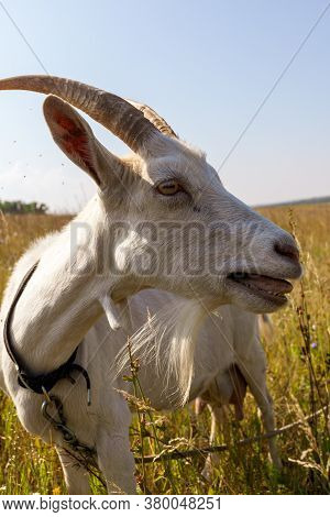 A Close-up Photo Of A Bleating Horned Goat Against A Field Of Dry Grass