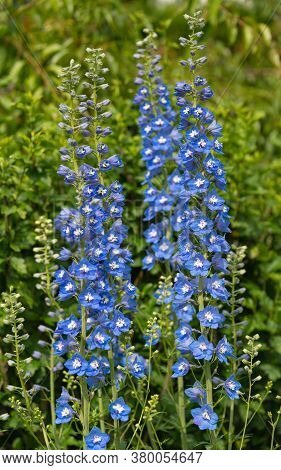 Candle Larkspur (delphinium Elatum), Close Up Of The Flower Head