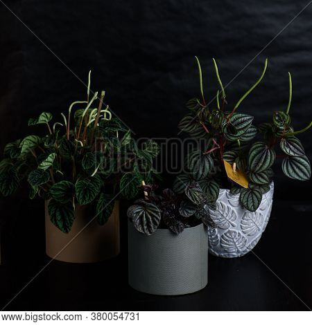 Beautiful Houseplant Peperomia On Dark Background In Pot