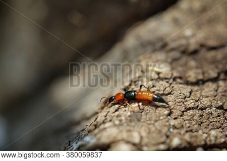 Close Up Of An Orange, Black Colored Insect With A Stinger On A Piece Of Wood.