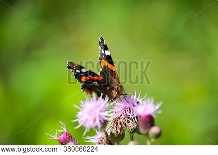 Portrait, A Close Up Of An Admiral, Butterfly On A Plant.