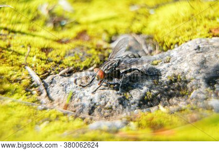 Macro Shot Of Flesh Fly On The Leaf. Sarcophagidae.