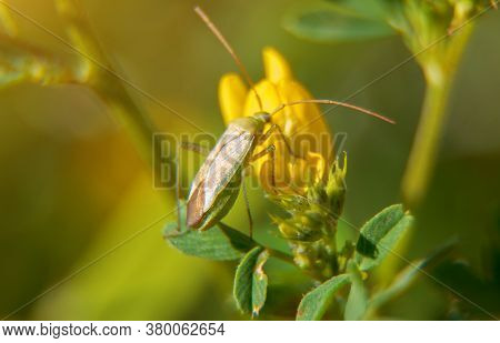 Macro Shot Of Common Damsel Bug On The Flower. Nabis Rugosus