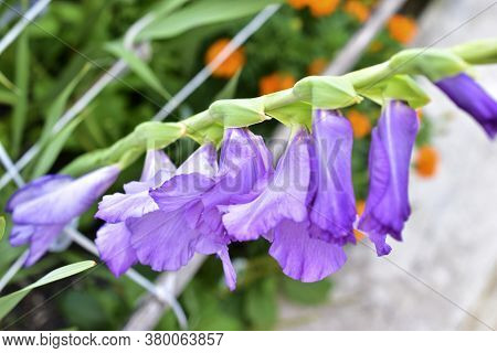 Purple Beautiful Flowers Of The Gladiolus Species (gladiolus)