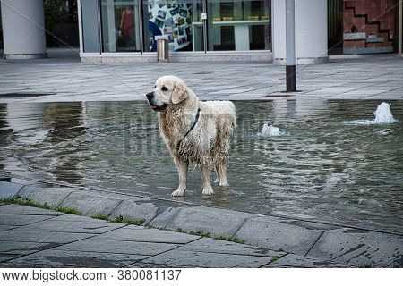 cold water pet fountain