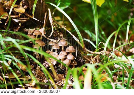 Family Of Edible Mushrooms From Large Number Of Mushrooms Grows On Stump Near Tree Trunk In Forest O