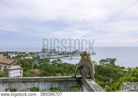 A Monkey Sitting On A Wall With A View Of The Sea And Sky Behind Khao Sam Muk In Chonburi Province I