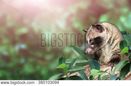 Horizontal sunny nature background with Asian Palm Civet (Civet cat). 