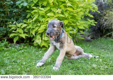 Puppy Irish Wolfhound Dog On Meadow In The Park During The Morning Walking.portrait A Nice Wolfhound